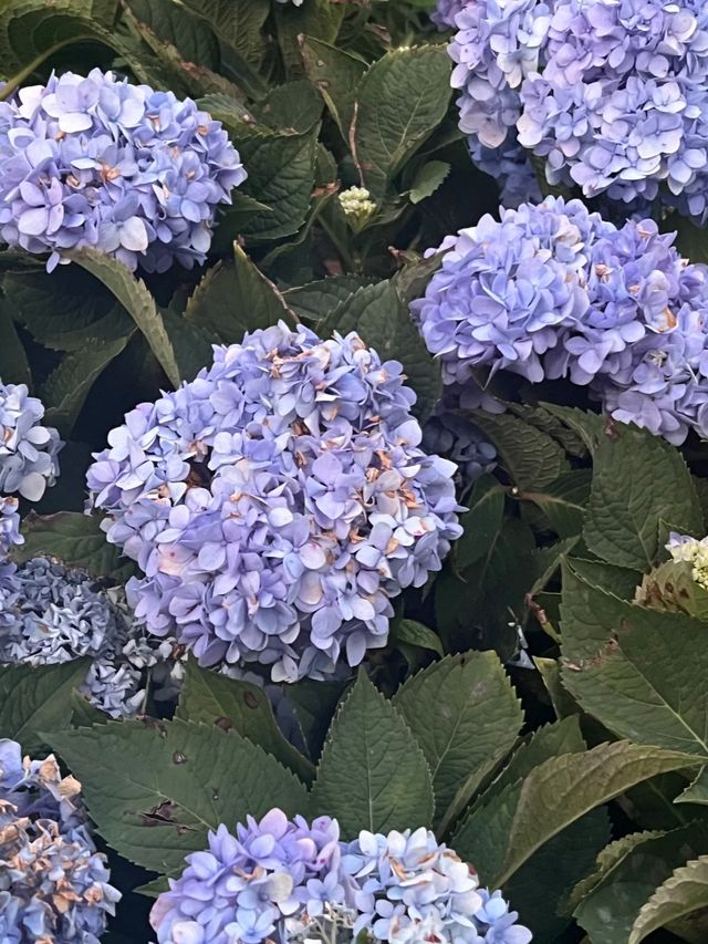 廣州白雲｜雲蘿植物園