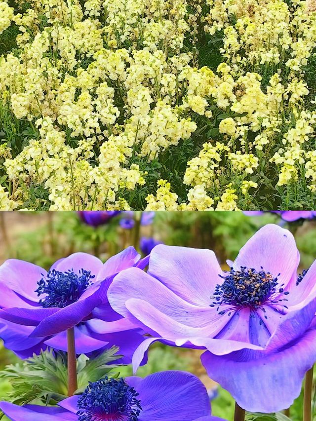 蜀南花海：夢幻之旅等你探索！