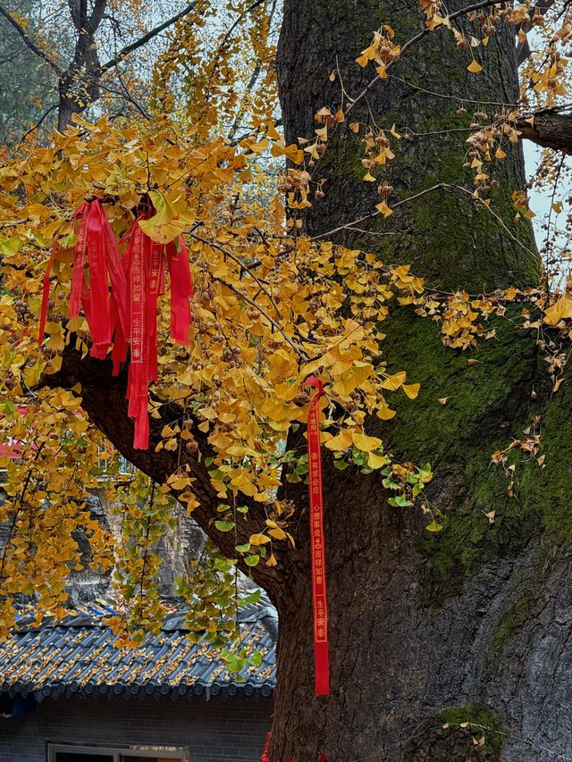 臨沂費縣叢柏庵，山寺清幽，來者皆誠！