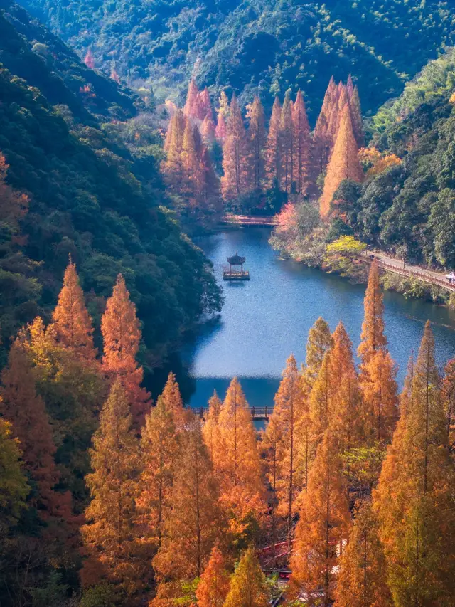 Little Kanas! The dawn redwood trees at Ninghai Forest Hot Spring have turned red. Free