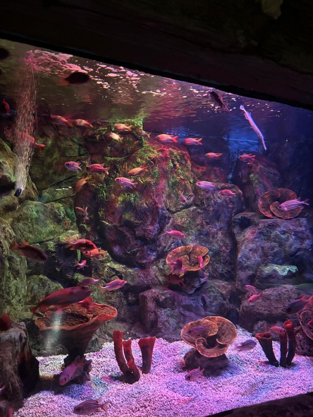 湖南長沙海底世界‖海洋的景觀