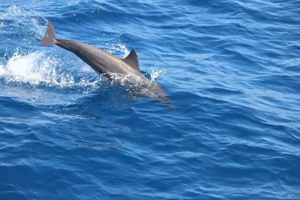 Mirissa: Dolphin Watching!