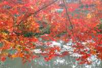 又是一年楓葉紅~~花開海上生態園