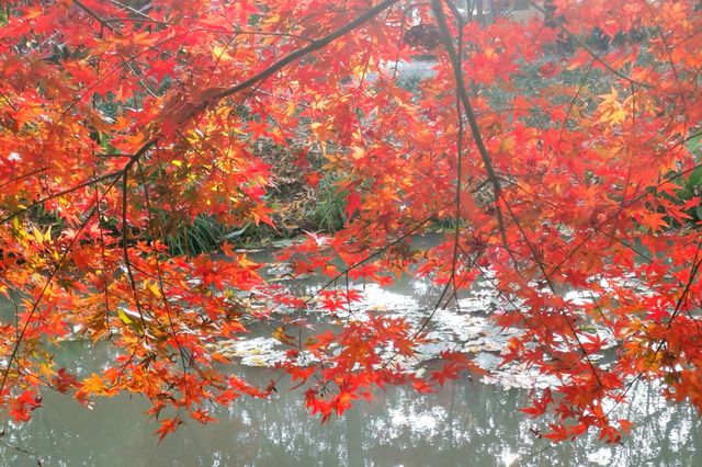 又是一年楓葉紅~~花開海上生態園