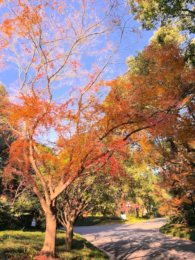 私藏的秋景，請把握最後一抹秋色