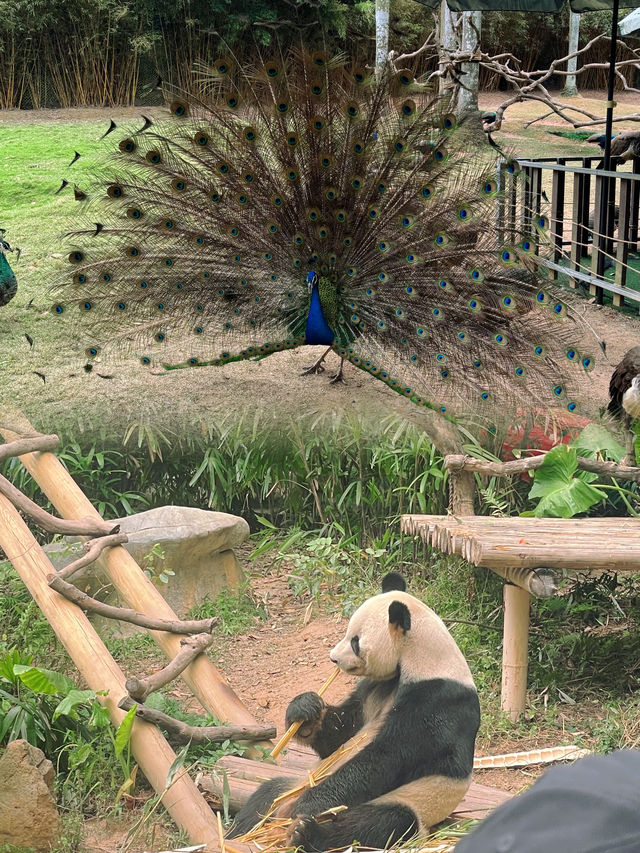 親子活動｜深圳野生動物園
