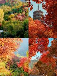 濟南紅葉谷，秋日裡的浪漫童話