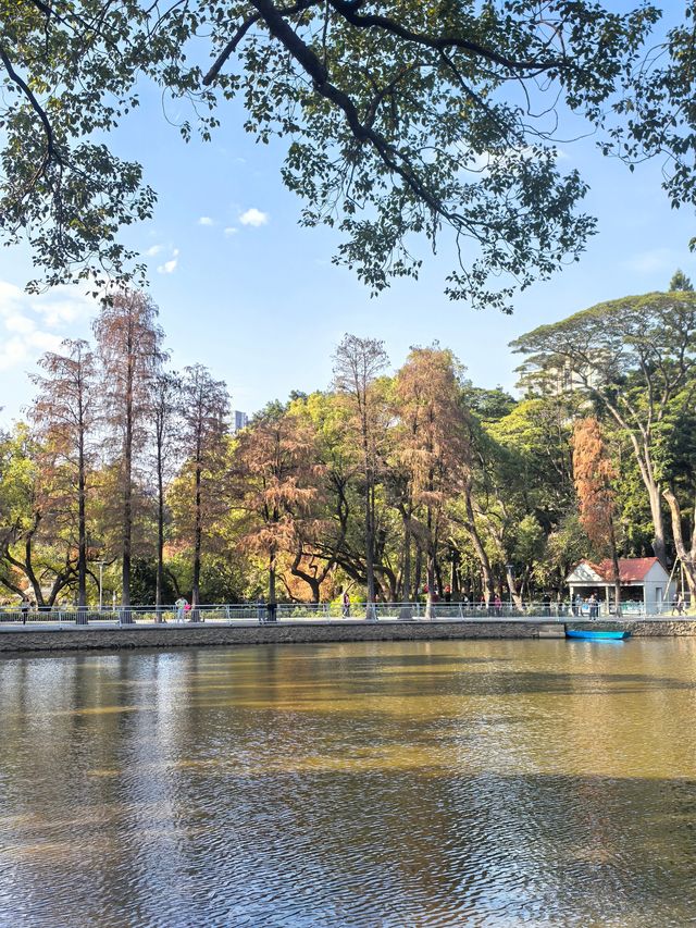 冬日秘境：天河公園的落羽杉幻境