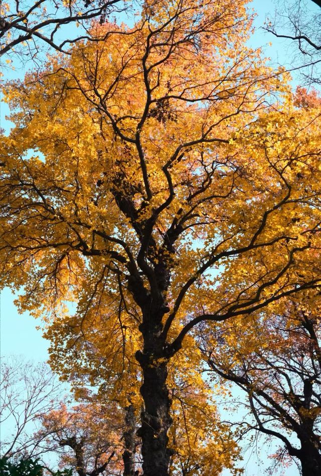 蘇州天平山，楓葉紅了