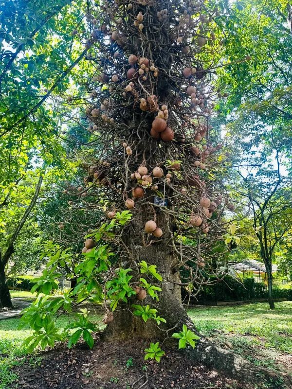 Exploring the Royal Botanic Gardens in Kandy, Sri Lanka