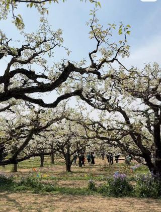 Suzhou Dangshan Pear King Scenic Area | China's Pear Capital