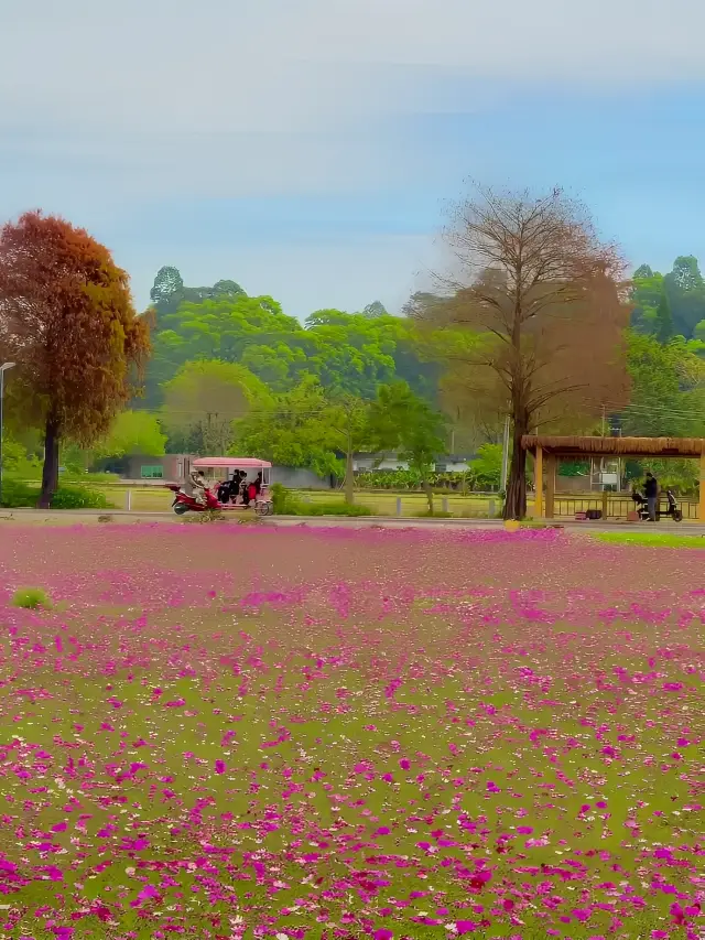 중산 야커우|광동의 작은 얼하이에서 일몰을 꼭 봐야 합니다