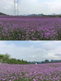 走進廣西忻城的紫色花海——薰衣草莊！