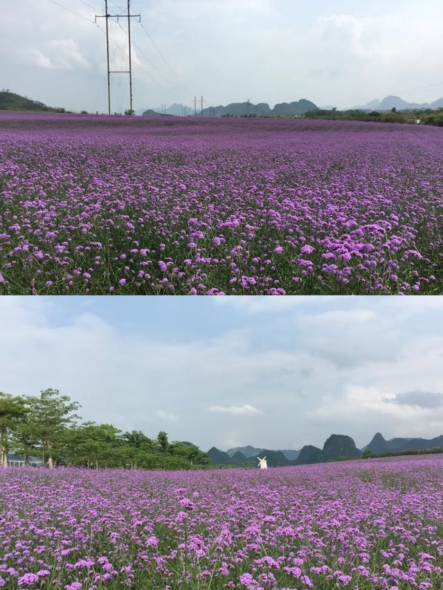 走進廣西忻城的紫色花海——薰衣草莊！