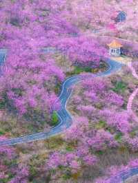 不是日本去不起而是福建更具性價比