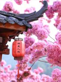 江門綠美生態園🌸漫山遍野风铃花海盛开