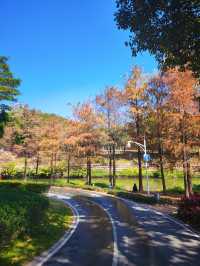 深圳好逛公園系列｜落羽杉草地和流水潺潺