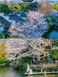 以為西湖的櫻花已經夠美了，直到我去了..