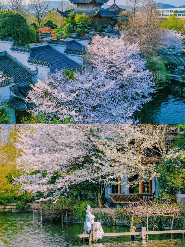 以為西湖的櫻花已經夠美了，直到我去了..