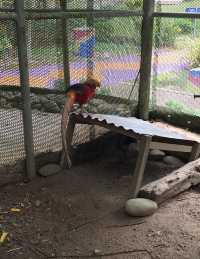 漫步納閩飛禽公園｜聆聽鳥兒的自然樂章