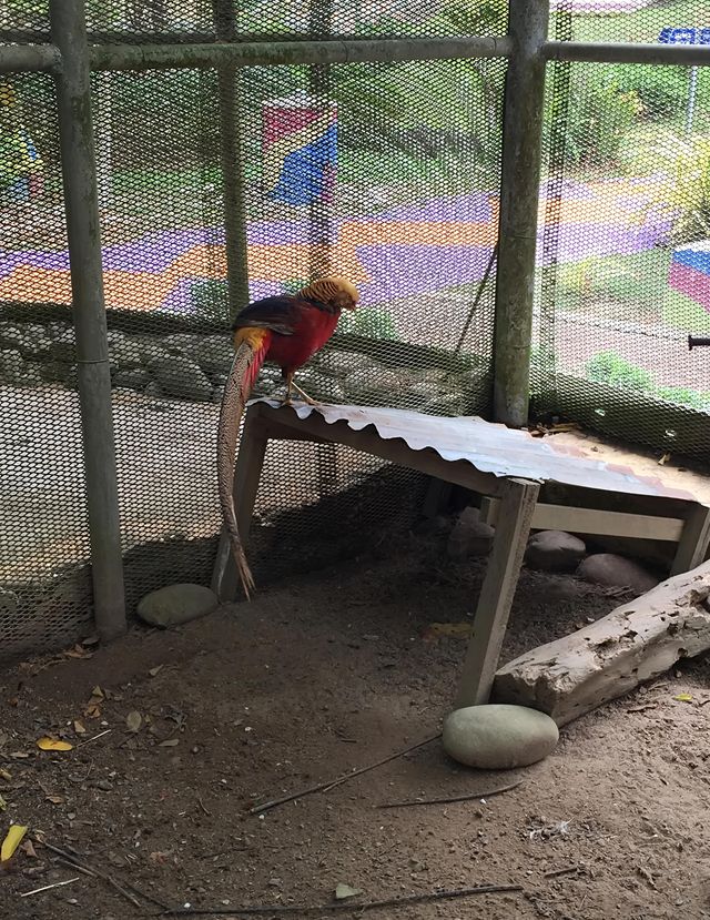 漫步納閩飛禽公園｜聆聽鳥兒的自然樂章