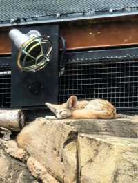 悉尼必打卡動物園｜塔龍加動物園，附超全攻略