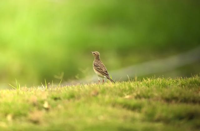 踏春踏青，大地回春，萬物復甦