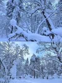 哈爾濱：冰雪之冠，東方莫斯科
