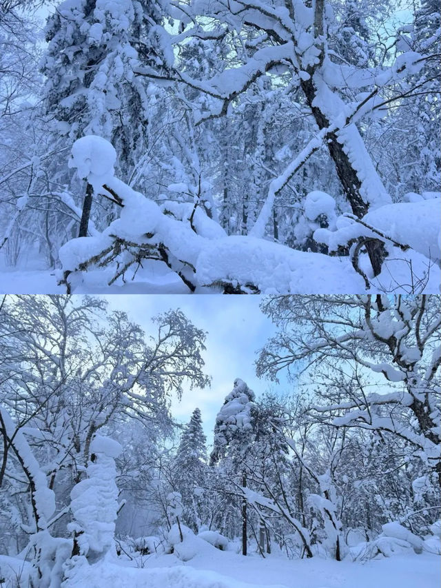 哈爾濱：冰雪之冠，東方莫斯科