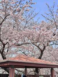 釜山櫻花🌸 根本拍不完，美到超現實！