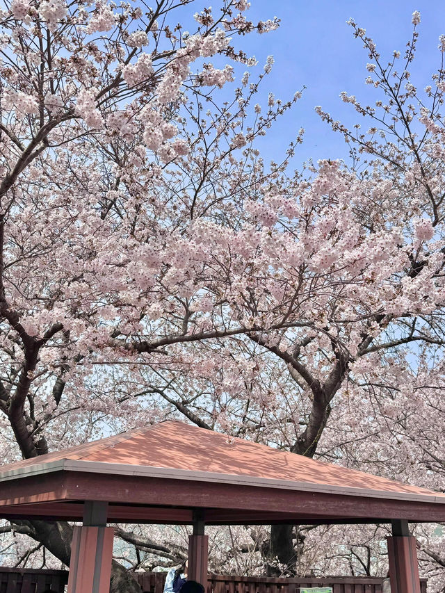 釜山櫻花🌸 根本拍不完，美到超現實！