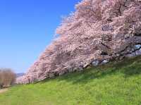 一生必訪！背割堤，邂逅絢爛櫻花海🌸