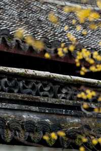 Discover the Best Spot for Plum Blossoms in Jinhua!