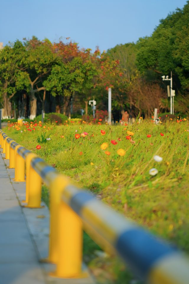 泉州濱海公園虞美人花海：現狀痛心