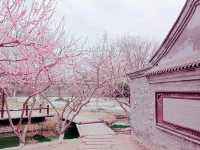 Cherry Blossom in Beijing Hutong: A Spring Final Call