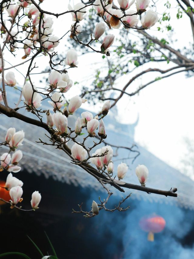 成都這家寺廟藏著玉蘭花的春天