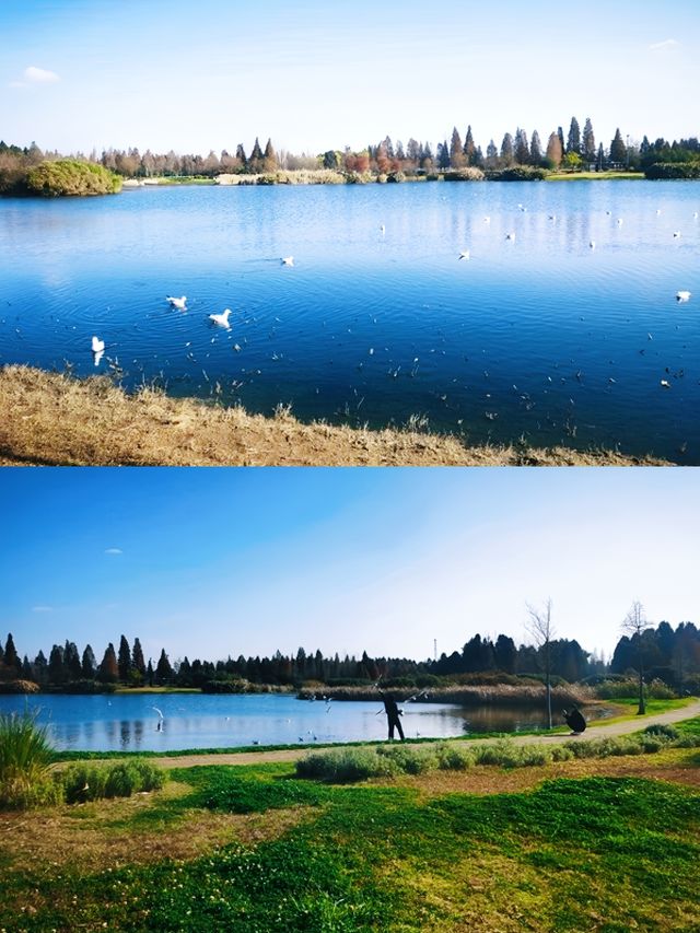 昆明周邊遊 | 滇池一角，寶豐濕地公園