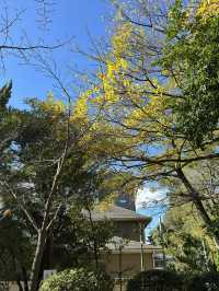 住吉神社與周邊景點一日遊：福岡的信仰與自然探索⛩️🌳