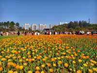 湖南省植物園鬱金香盛放