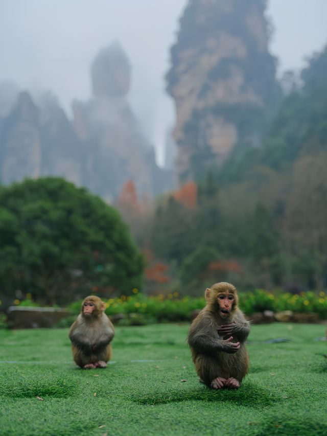 闖進仙俠世界，被春日的張家界美到失語