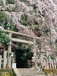 岩屋寺嘅櫻花，美到心靈深處💕