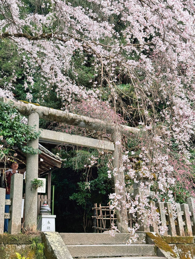 岩屋寺嘅櫻花，美到心靈深處💕