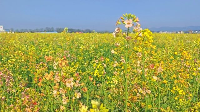 咸寧陽春三月賞油菜花