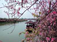 Shipai Park: Blooming as A Bomb of Colours in Dongguan