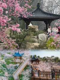 櫻花開了