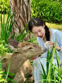 🌷珠海隱藏寶地 | 假花叢中的真小鹿奇遇✨