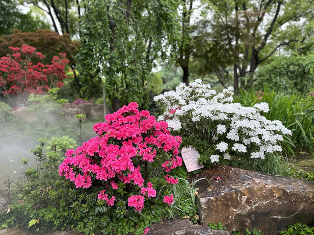 輔德里公園—疊石瀑布、杜鵑花海