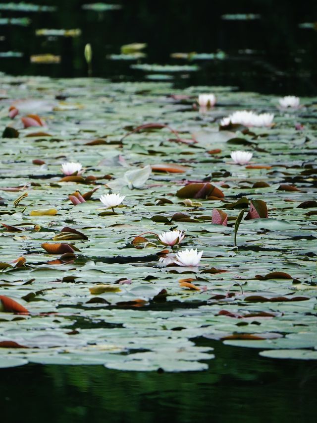 杭州茅家埠睡蓮已開成莫奈花園！想看看你的