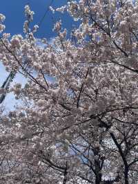 四月仙台東北大學，邂逅夢幻櫻海🌸