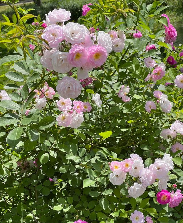 虎丘濕地公園